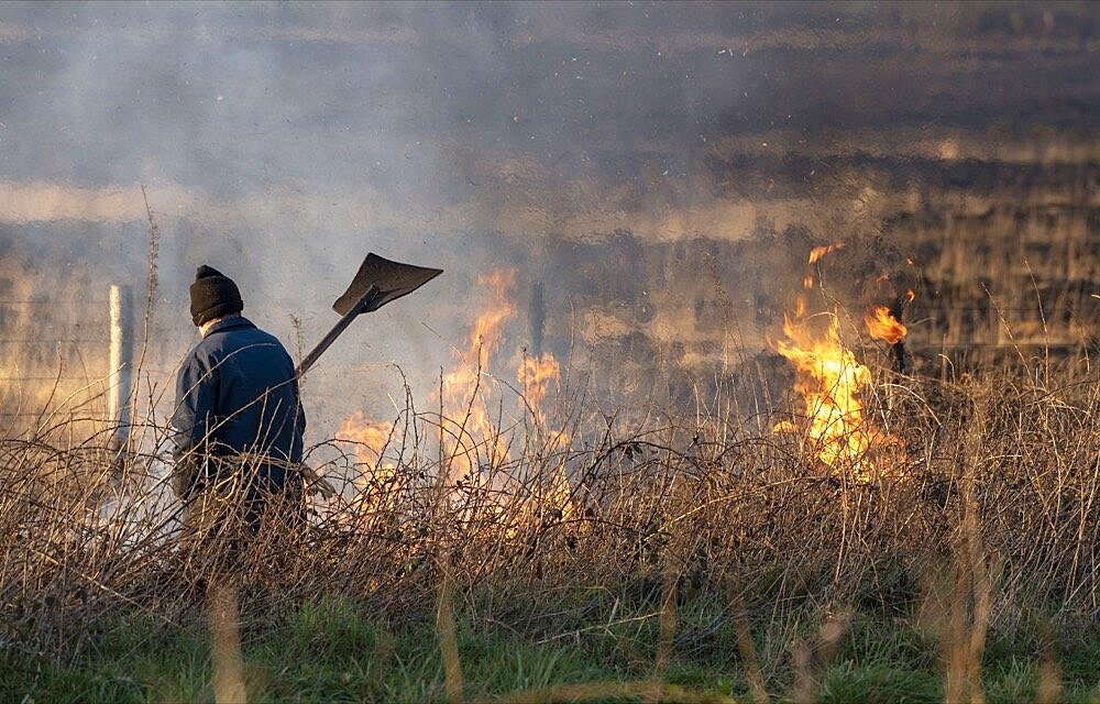 Bursdon Moor, Hartland, North Devon, England, UK, Man using a rubber fire beater tool at the annual burning of gorse and scrub