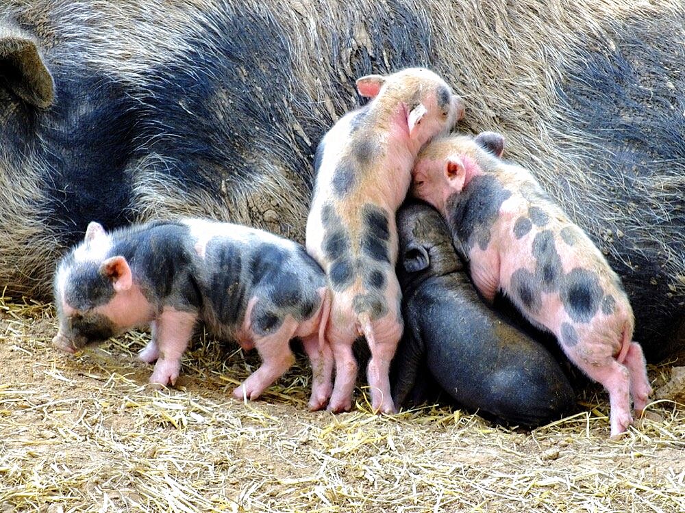 Sow and piglets.