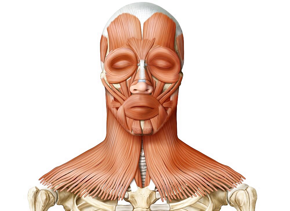 Muscle of the head and neck anterior view