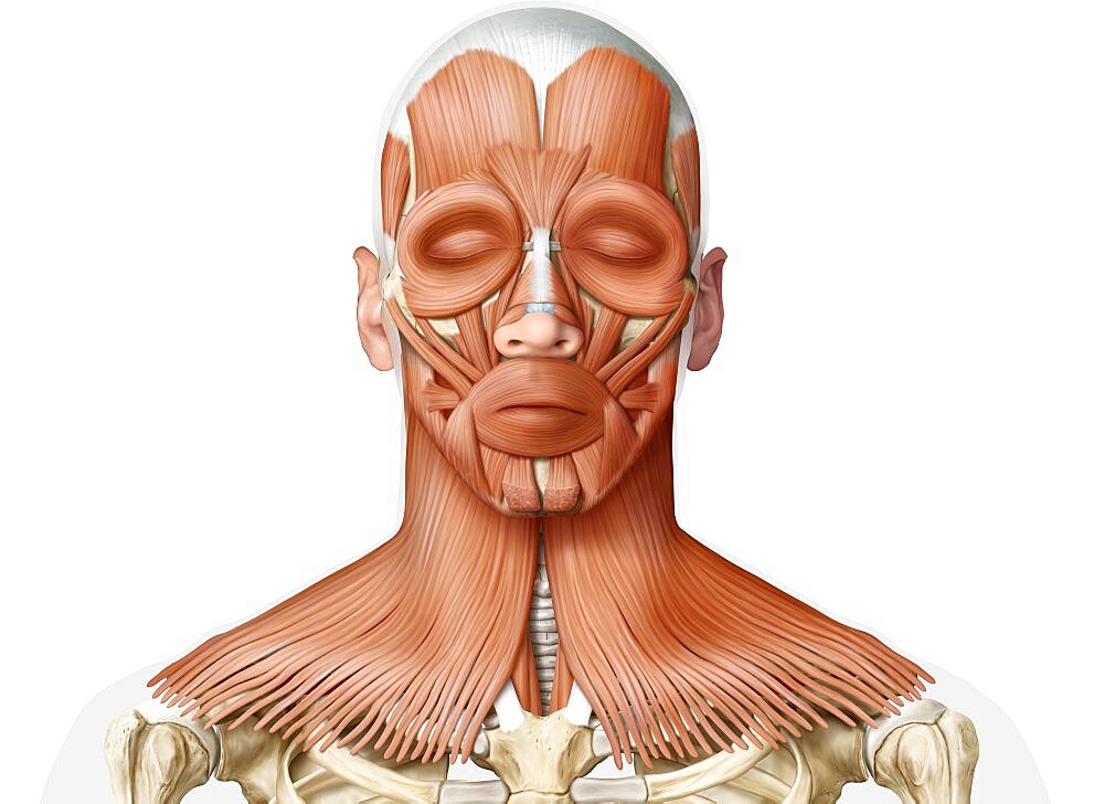 Muscle of the head and neck anterior view