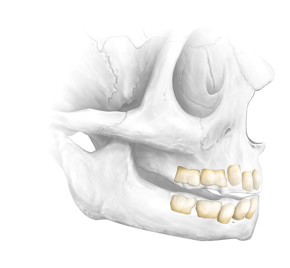 Development of the dentition