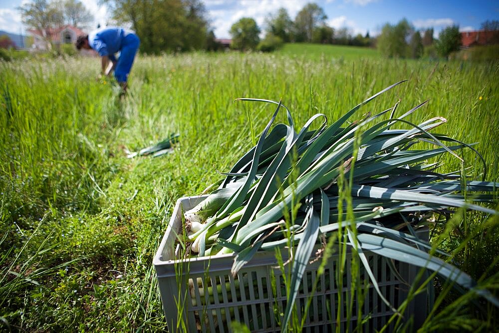 Organic farming