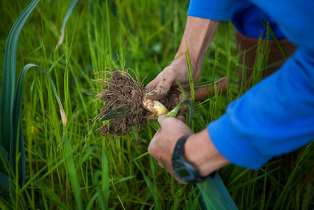 Organic farming