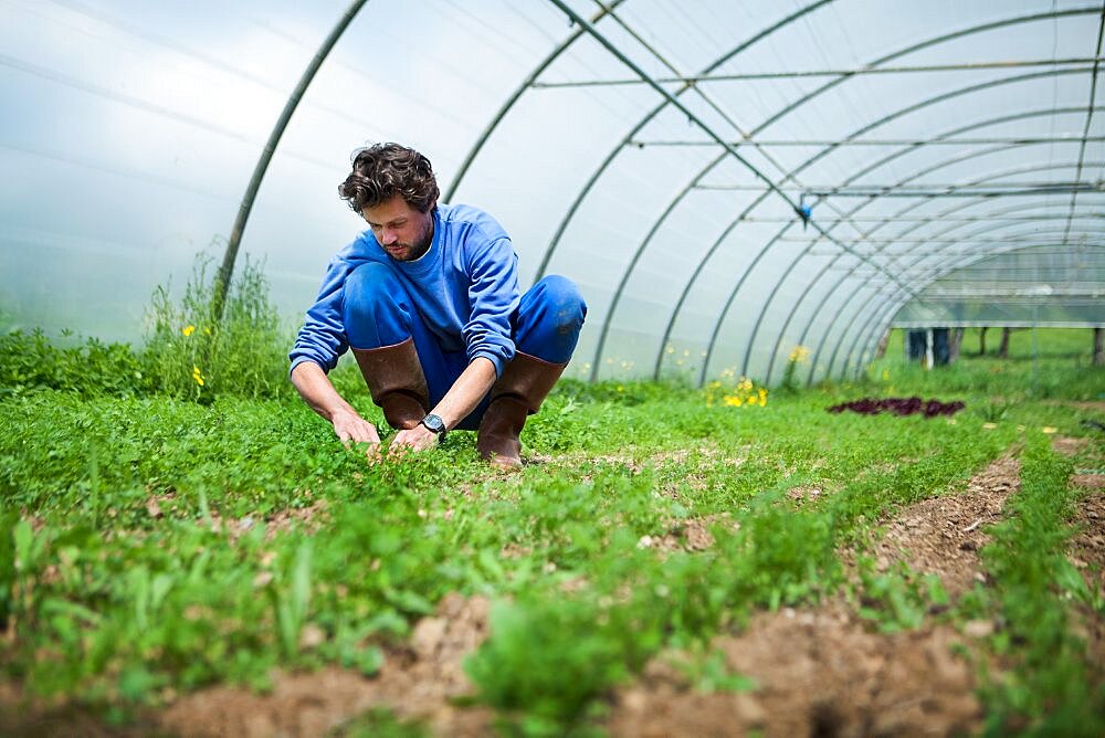 Organic farming