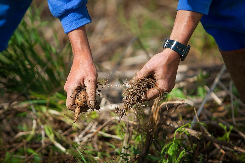 Organic farming