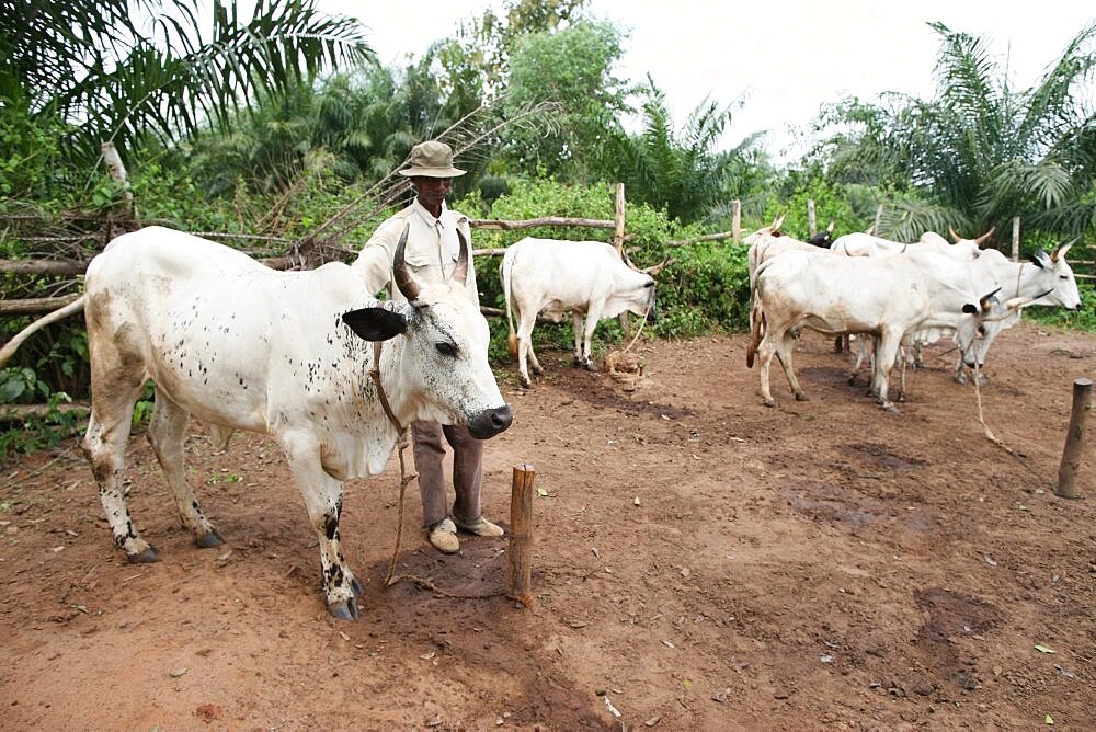 Cattle ranch.