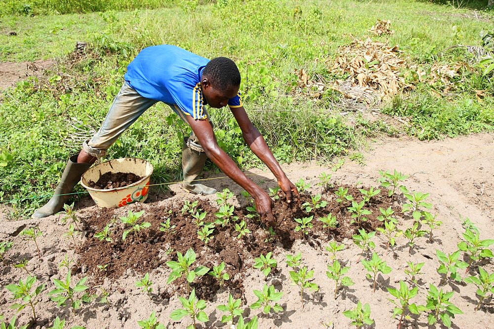 Man tending a vegetable garden.