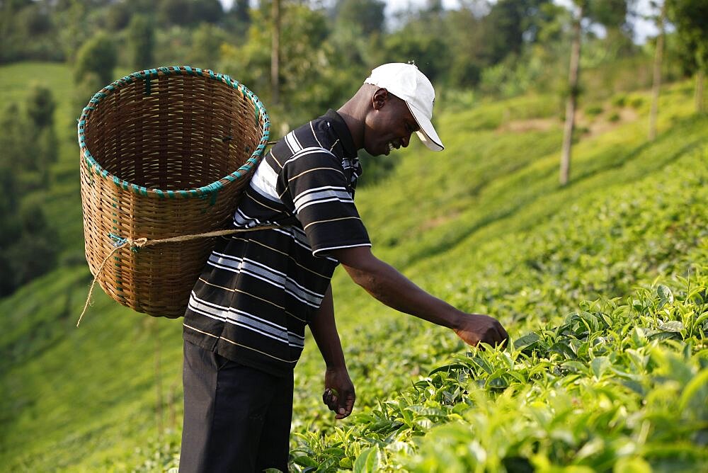 Farmer Lincoln Kimanthi Mugo (picking tea) is servicing a 80,000 KS loan from BIMAS microcredit. He has been a client of BIMAS since 2004