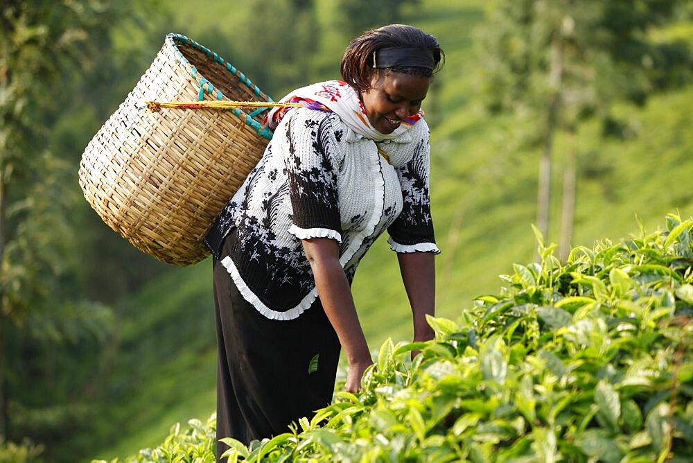 Farmer Polly Mukami (picking tea) is servicing a 80,000 KS loan from BIMAS microcredit. She has been a client of BIMAS since 2004