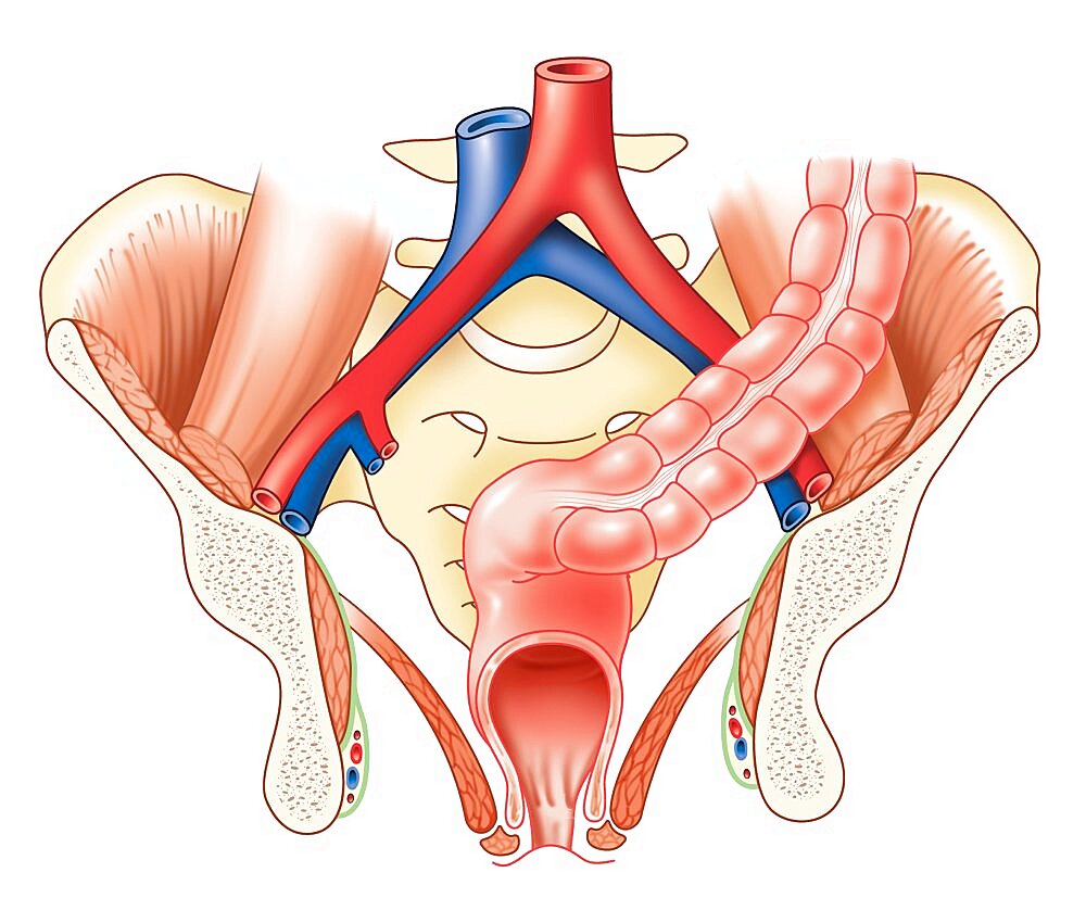 Rectum, Drawing