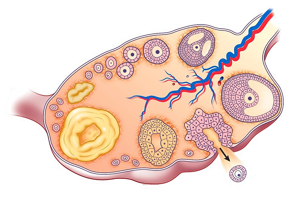 Ovarian Cycle, Drawing