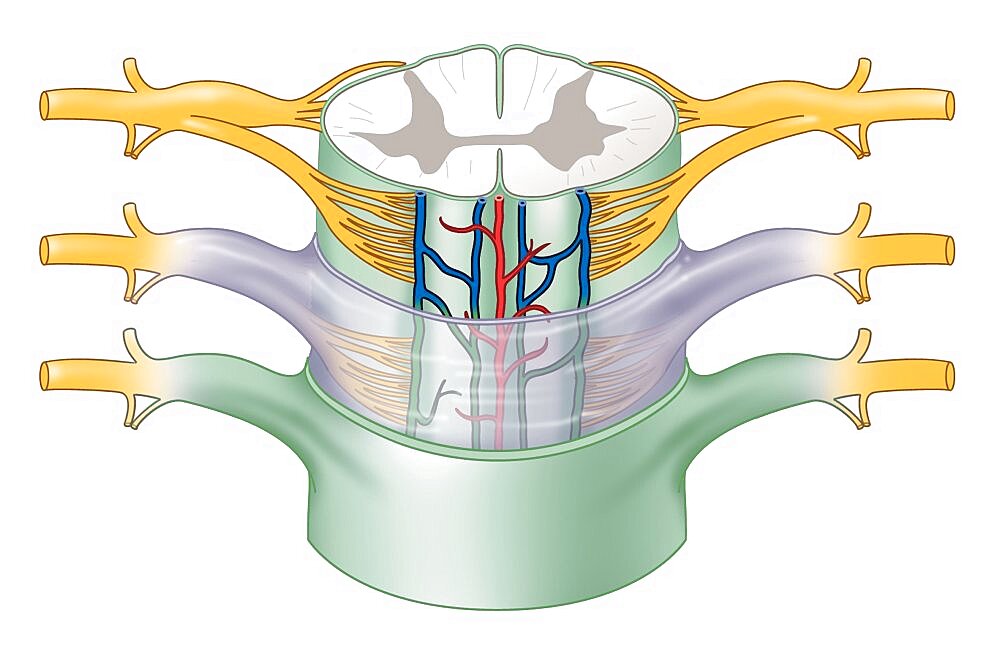 Meninges, Drawing