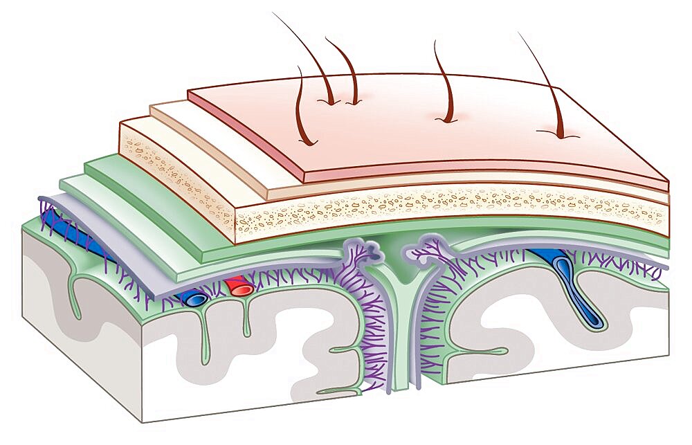 Meninges, Drawing