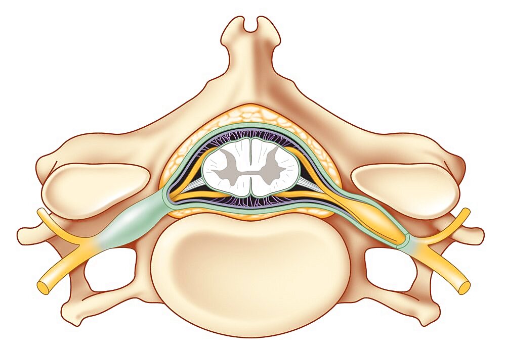 Spinal Cord, Drawing