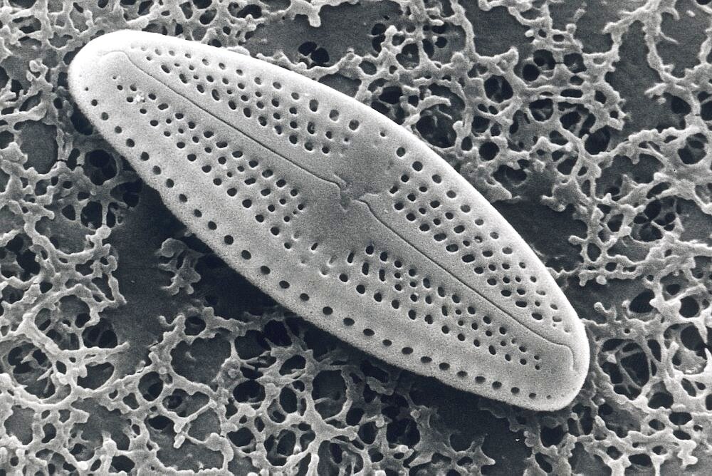 Diatom, Sem