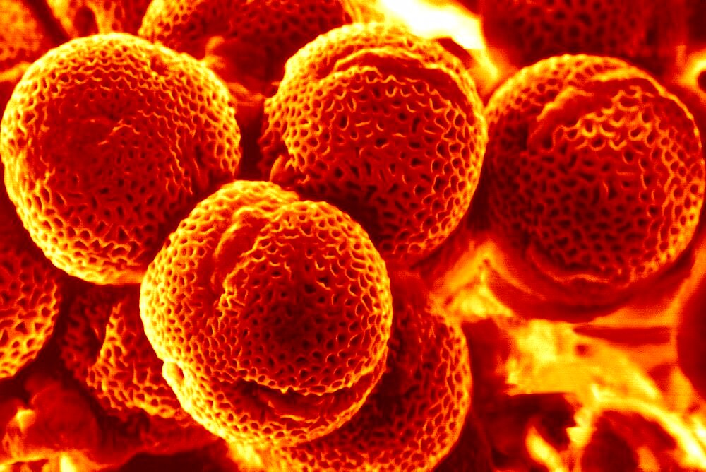 Pollen SEM