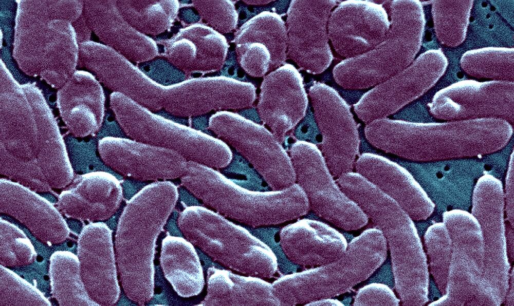 Vibrio Vulnificus