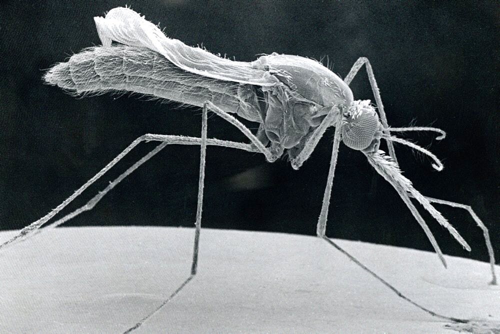 Anopheles Stephensi, Sem