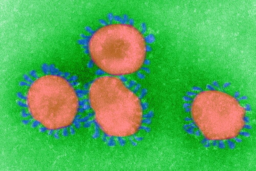 Coronavirus, Tem