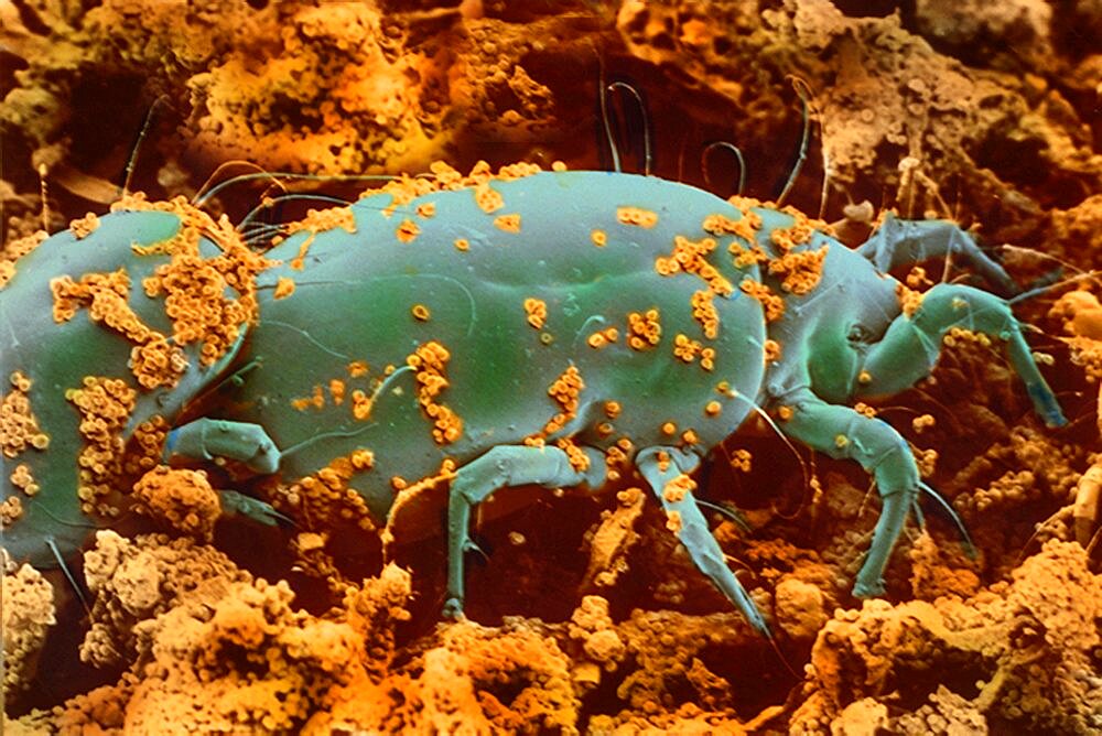 SEM image of Mite