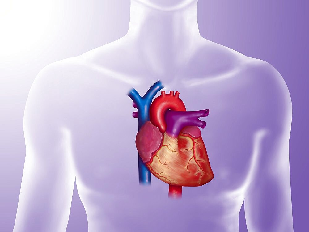 Anatomy of Heart, Illustration