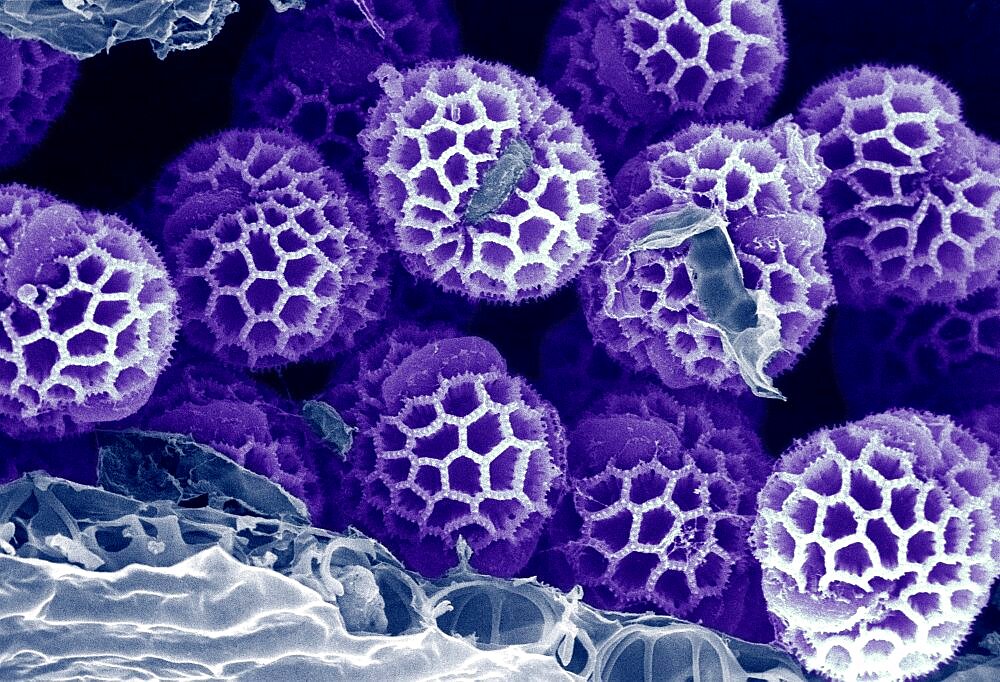 Pollen, SEM