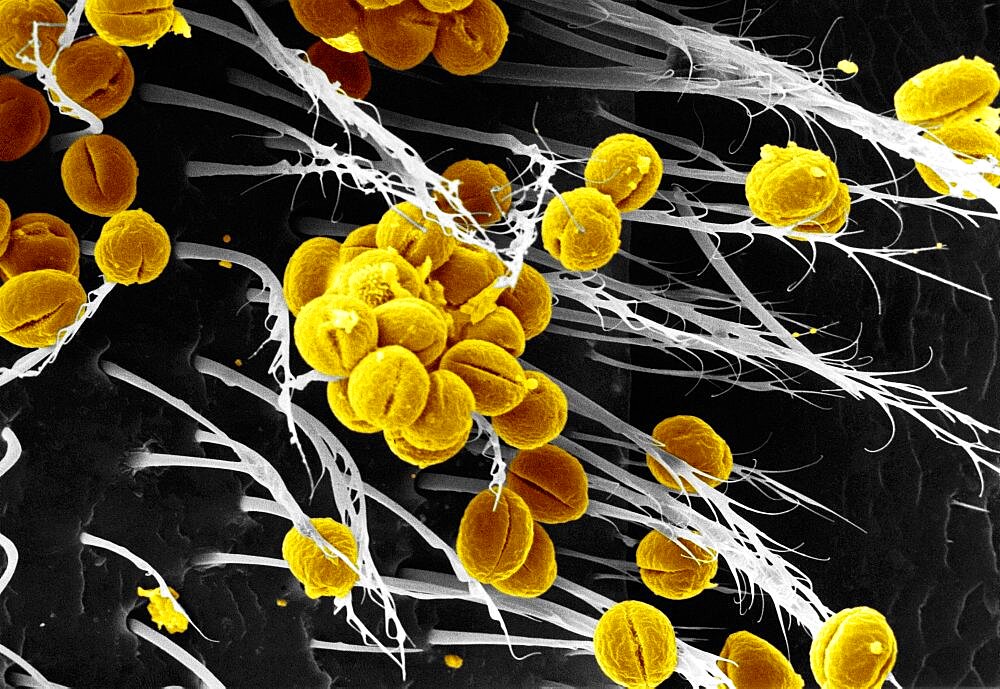 Pollen on bee's leg, SEM