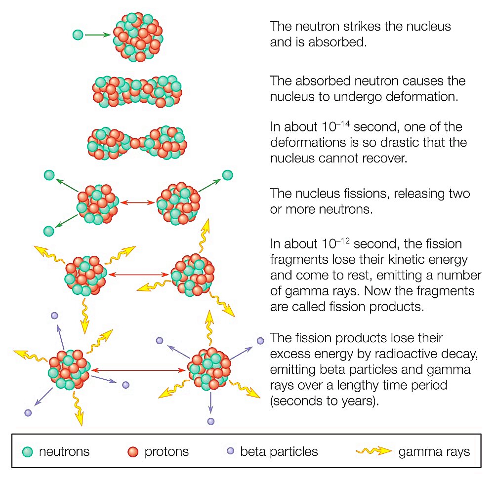 Fission of a uranium nucleus