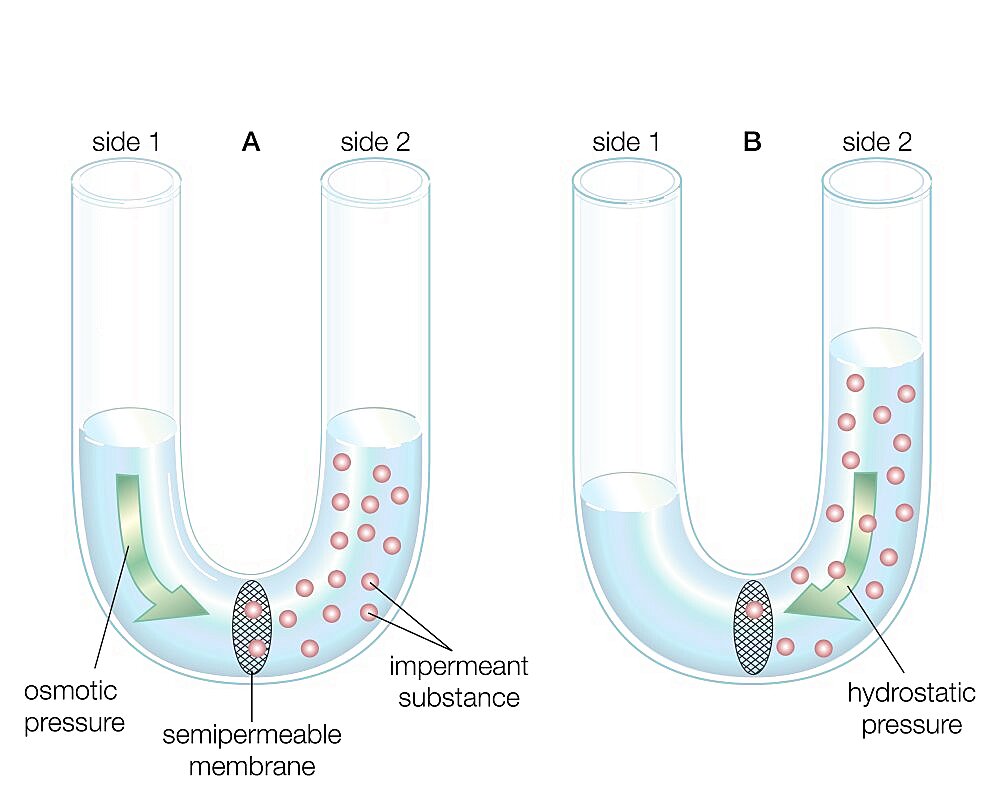 The diffusion of water across a semipermeable membrane.