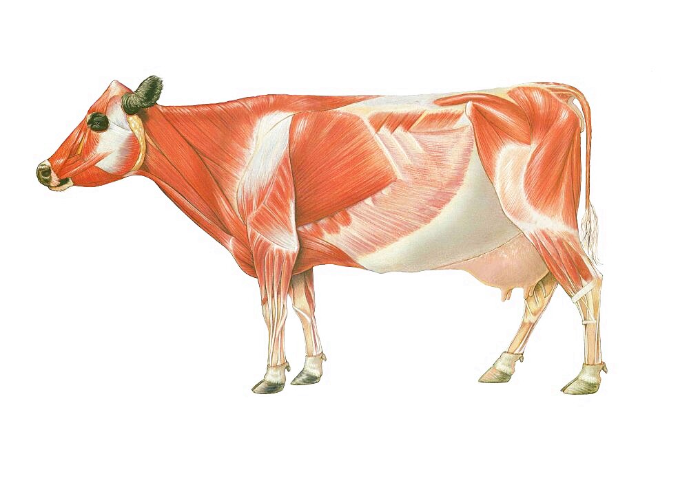 Cow anatomy, drawing.