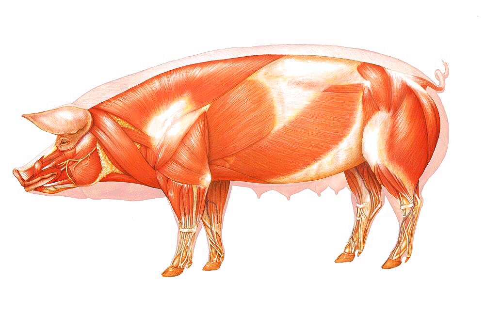 Cutaway view of a pork.