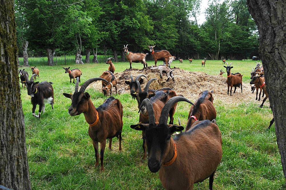 Former high-level sportsman Xavier Philippe has converted to goat farming and the manufacture and sale of fresh cheese, tomme cheese, cottage cheese, cheese, yogurt, organic milk