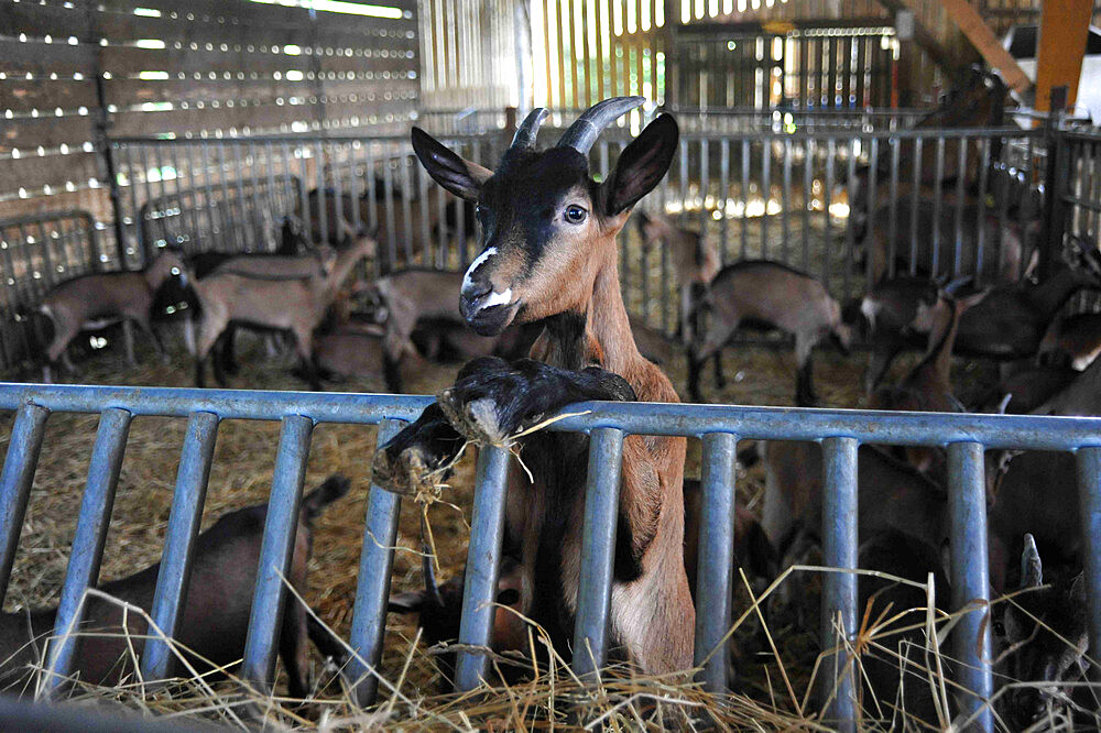 Former high-level sportsman Xavier Philippe has converted to goat farming and the manufacture and sale of fresh cheese, tomme cheese, cottage cheese, cheese, yogurt, organic milk