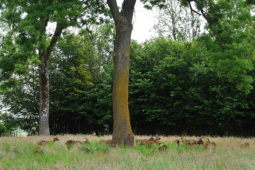 Former high-level sportsman Xavier Philippe has converted to goat farming and the manufacture and sale of fresh cheese, tomme cheese, cottage cheese, cheese, yogurt, organic milk