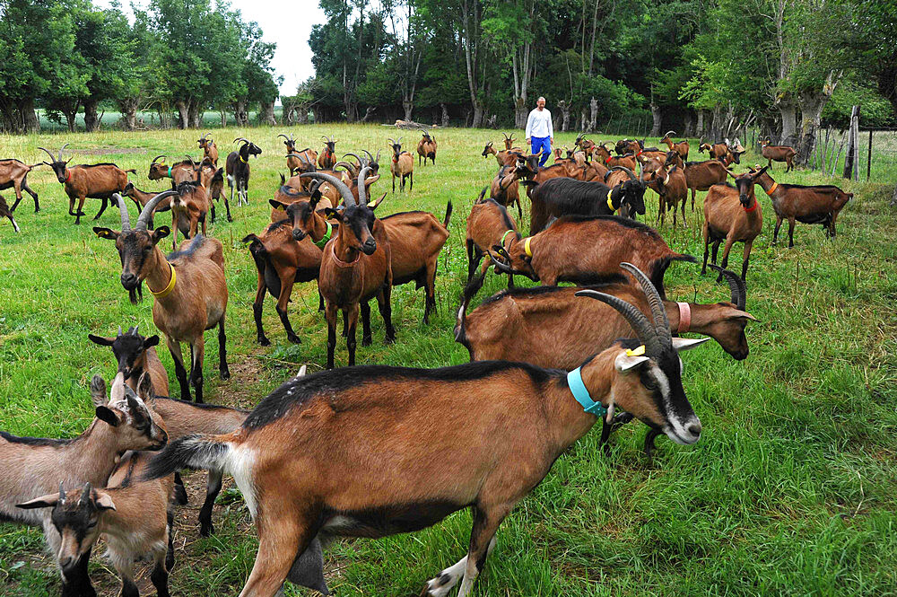 Former high-level sportsman Xavier Philippe has converted to goat farming and the manufacture and sale of fresh cheese, tomme cheese, cottage cheese, cheese, yogurt, organic milk