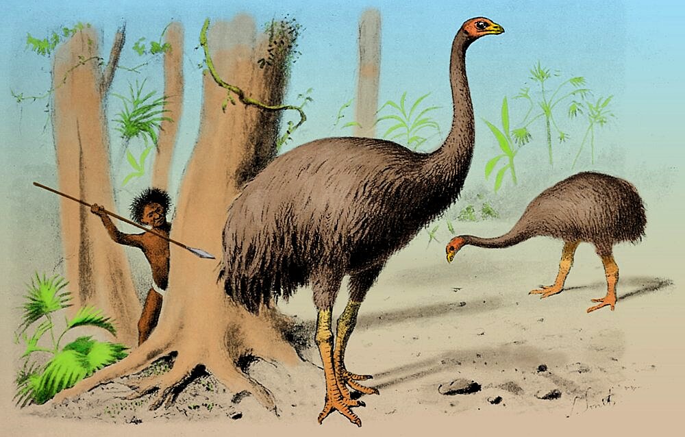 Dinornis, Giant Moa, Cenozoic Bird