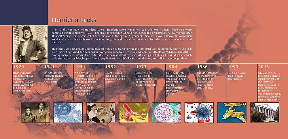 HeLa Timeline, Infographic