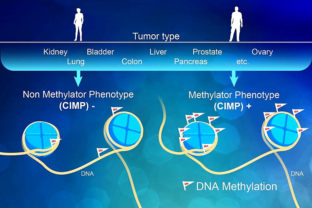 DNA Methylation, Epigenetics