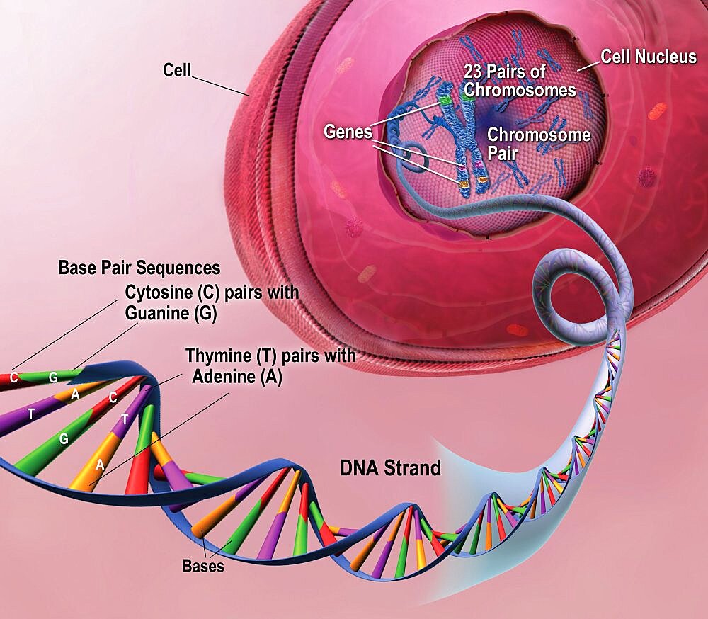 Early Onset AD: DNA, Chromosomes and Genes