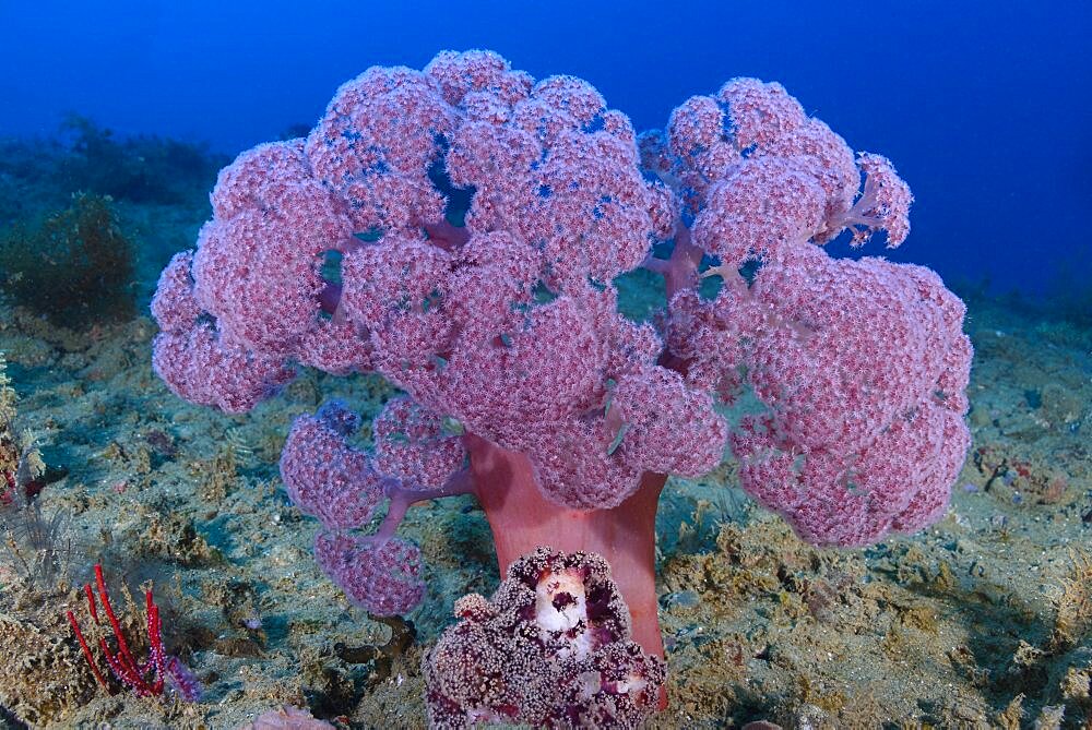 Dendronepthya soft coral