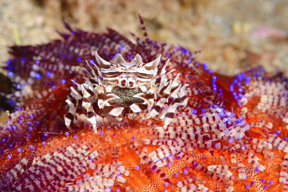 Zebra crab