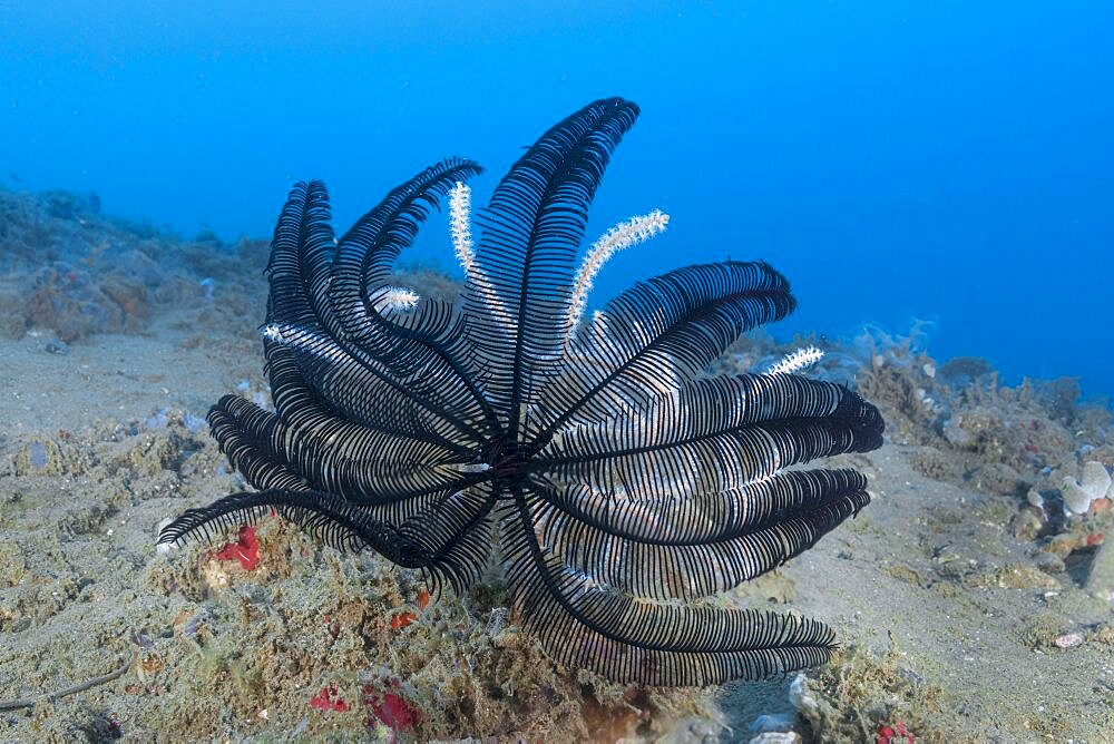 Very Spiny Feather Star