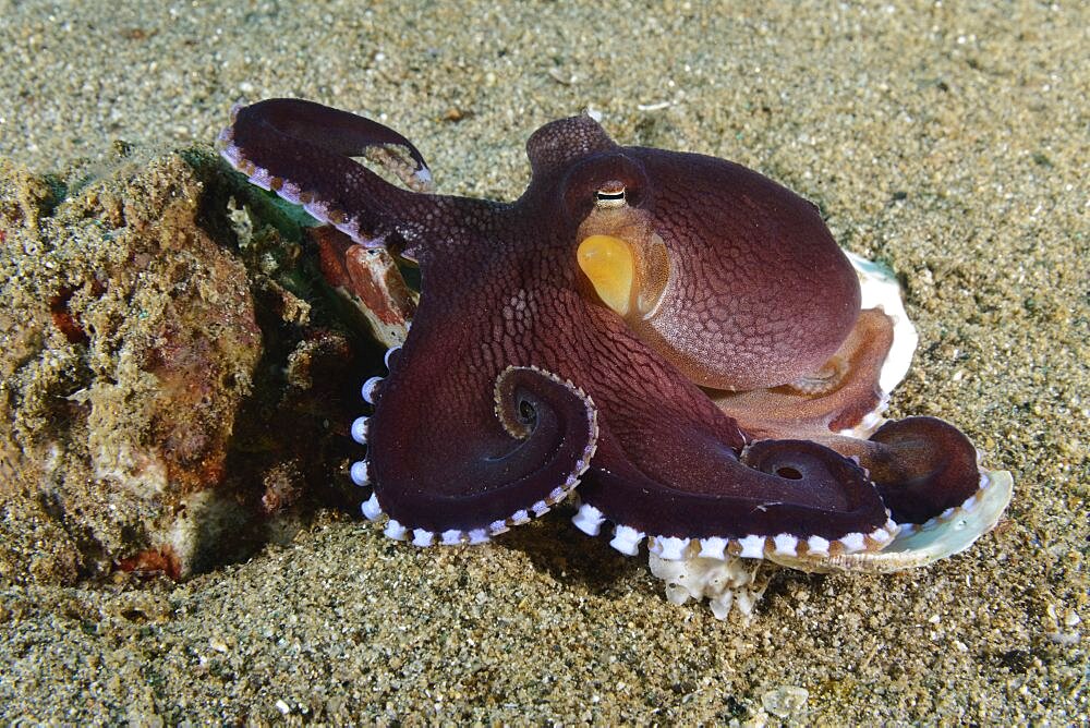 Coconut octopus