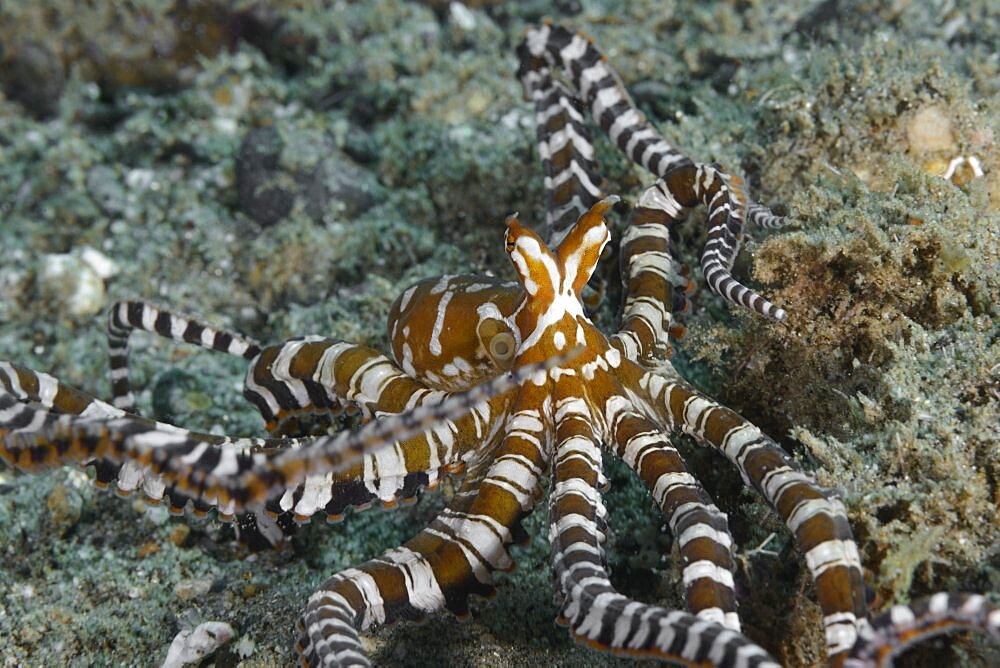 Wunderpus Octopus