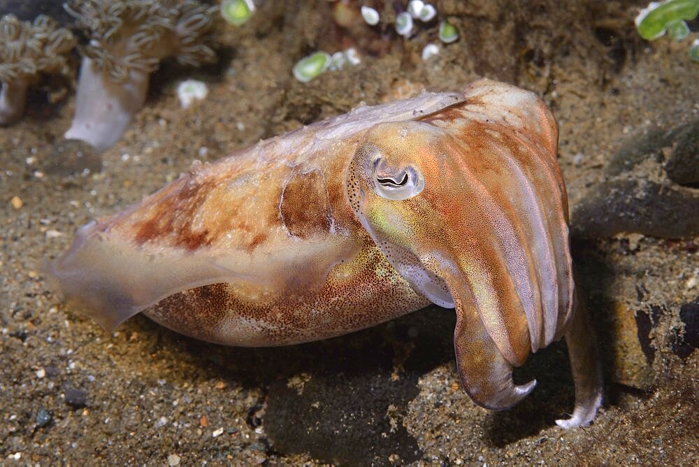 Broadclub cuttlefish