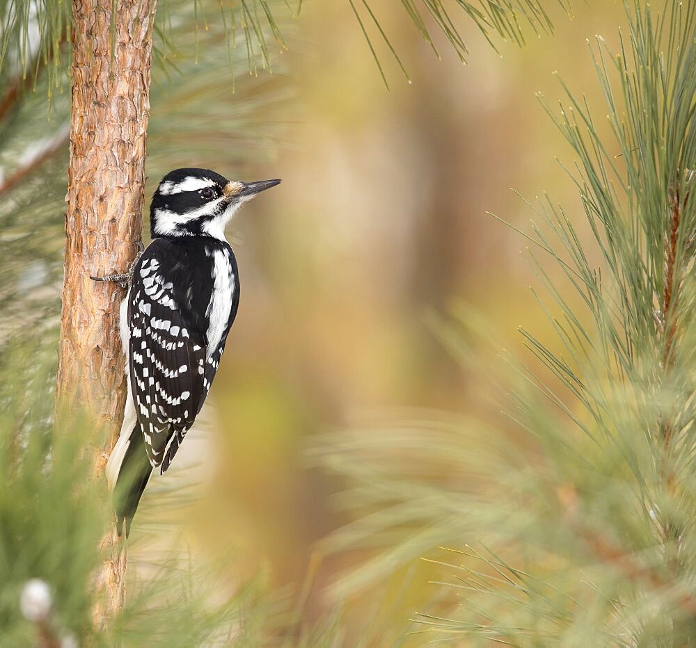 Hairy woodpecker - female