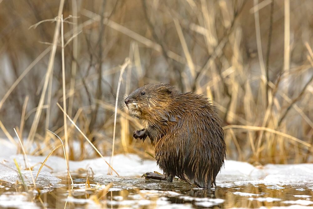 Muskrat