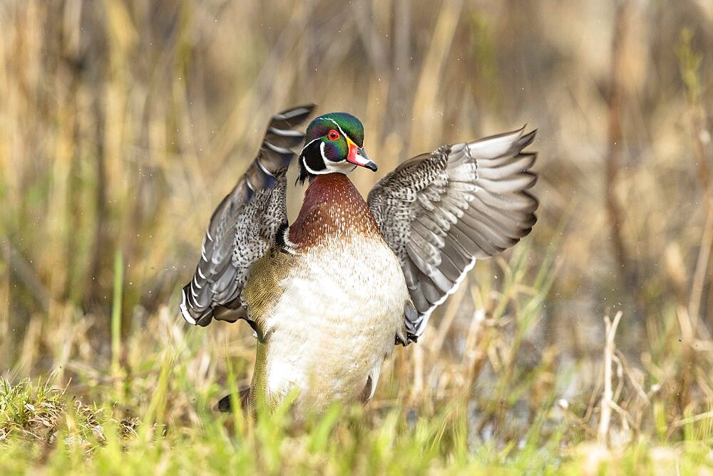 Drake Wood Duck