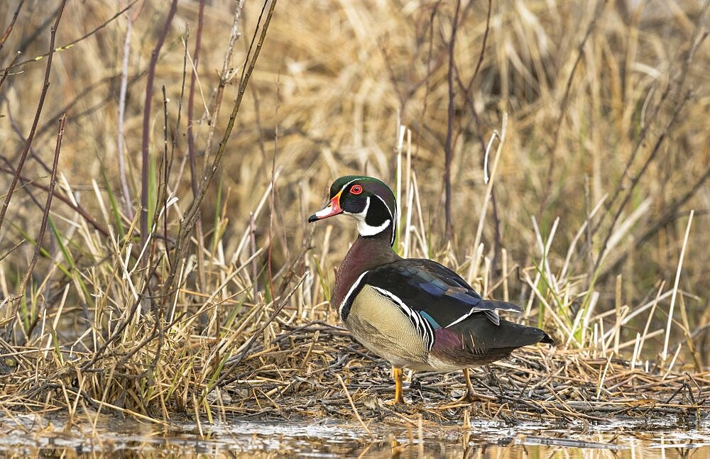 Drake Wood Duck