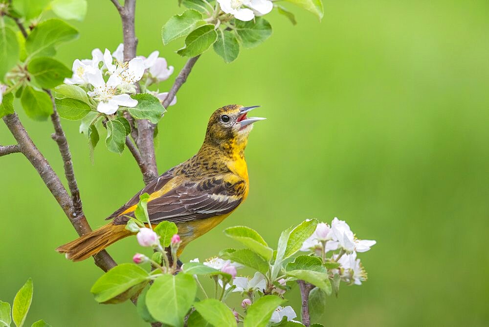 Baltimore oriole - female